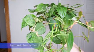 July Plants