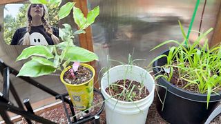 Moving My Plants Indoors