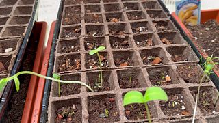 Spring Greenhouse Tour